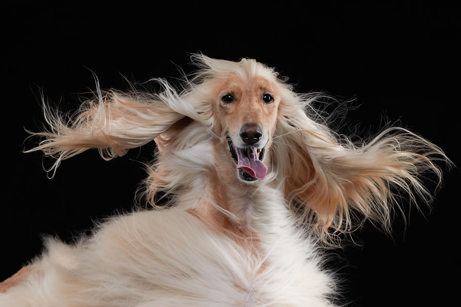 Comedy Pet Photography Awards 2023 Finalists