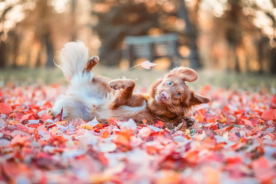 Comedy Pet Photography Awards 2023 Finalists