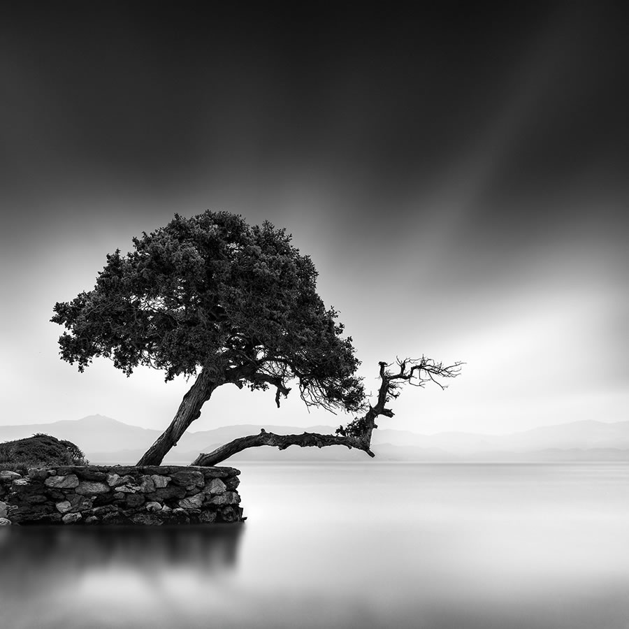 Life Of A Tree By George Digalakis