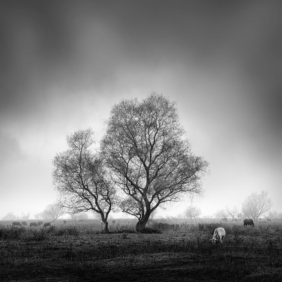 Life Of A Tree By George Digalakis