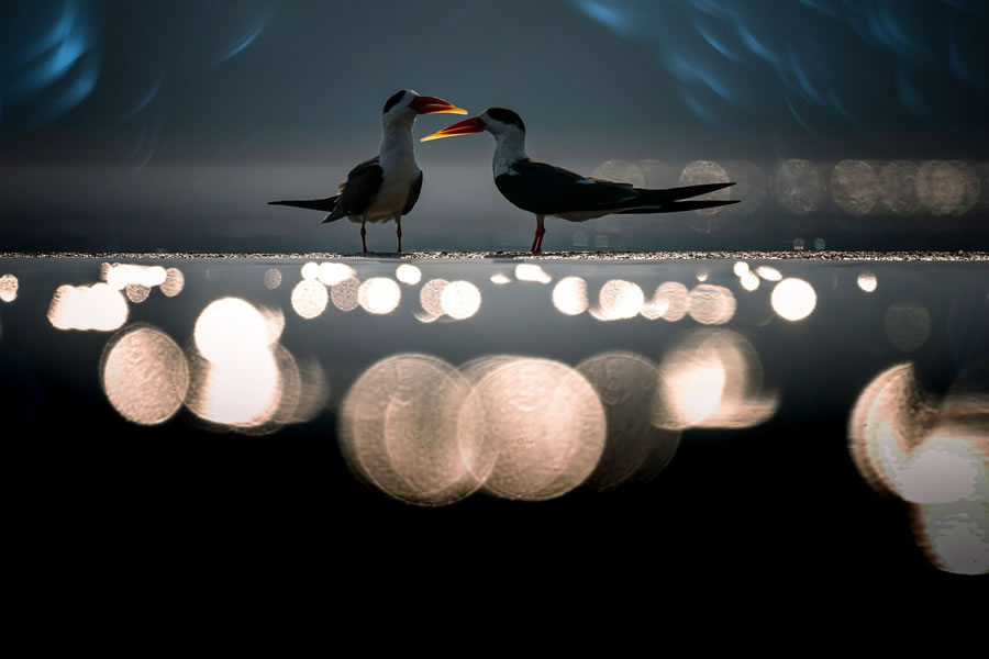 2023 Nature inFocus Photography Awards