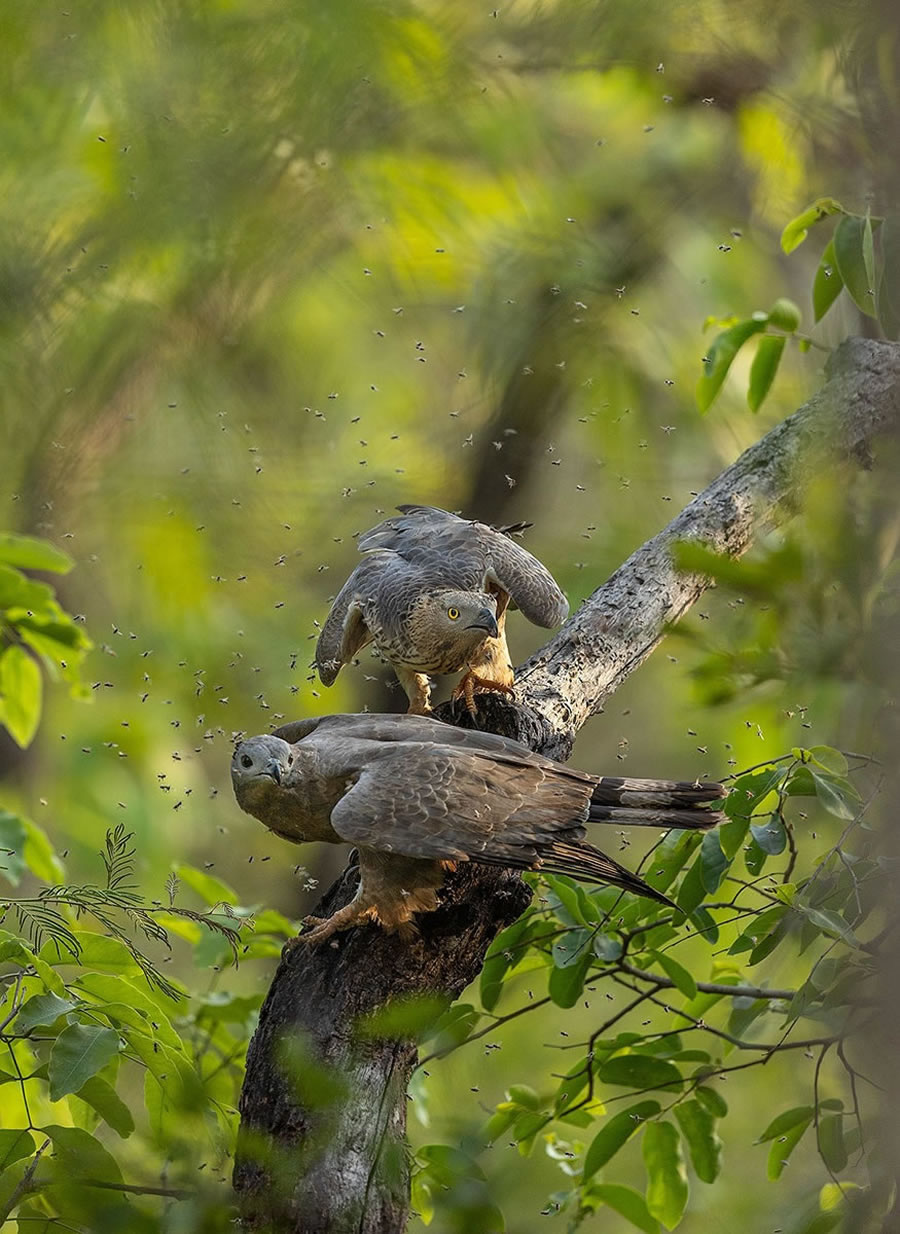 2023 Nature inFocus Photography Awards