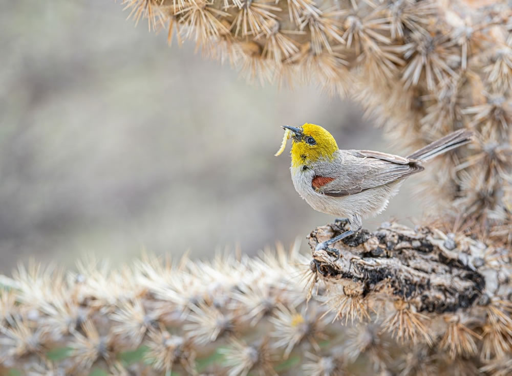 Audubon Photography Awards 2023