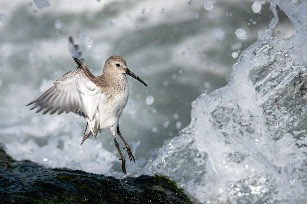 Audubon Photography Awards 2023