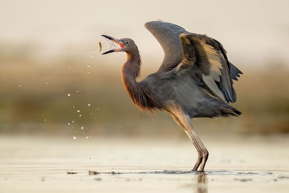 Audubon Photography Awards 2023