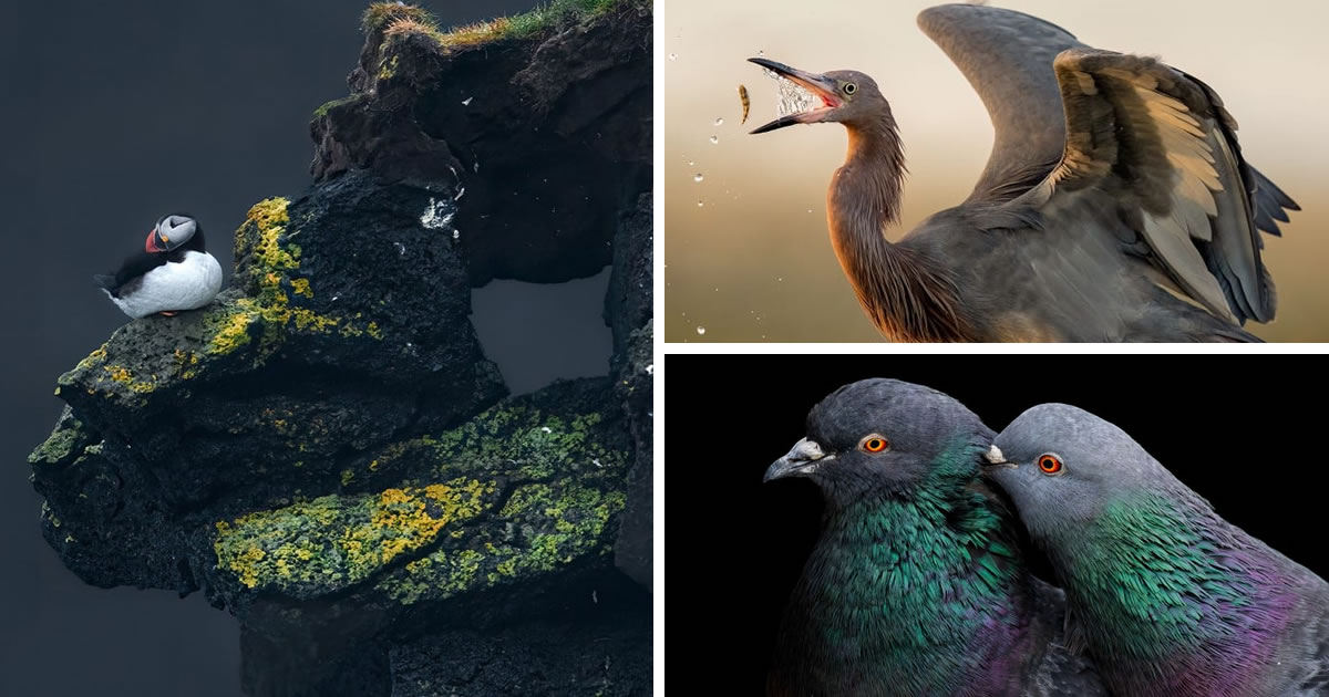 11 Beautiful Winning Photos Of The Audubon Photography Awards 2023