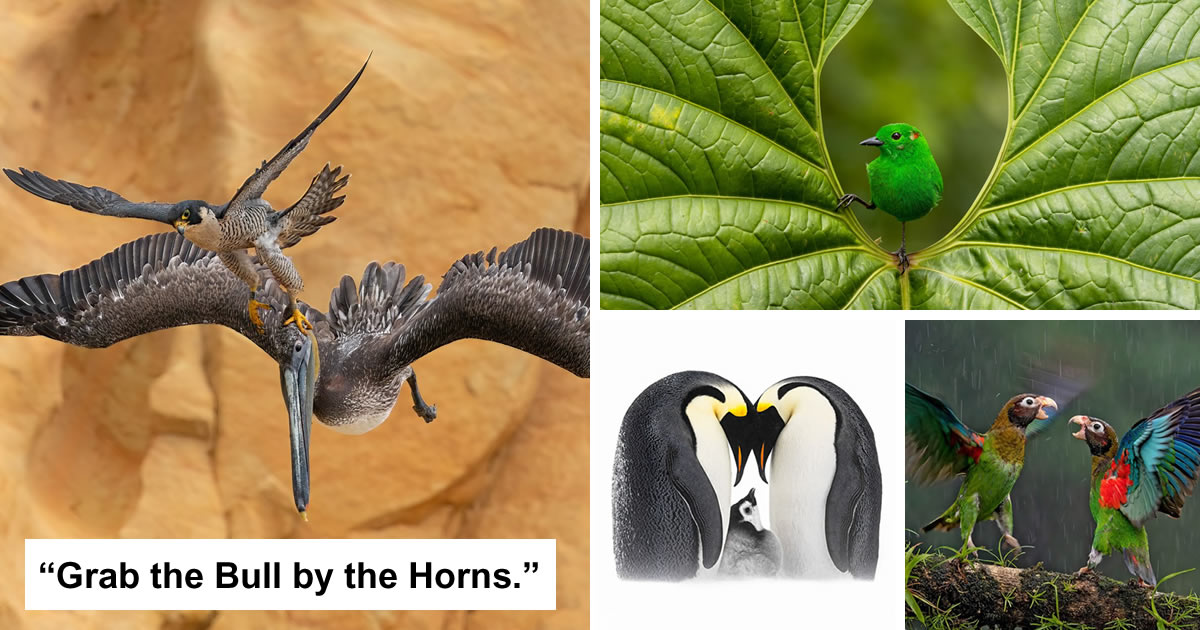 40 Winning Photos Of Bird Photographer Of The Year 2023