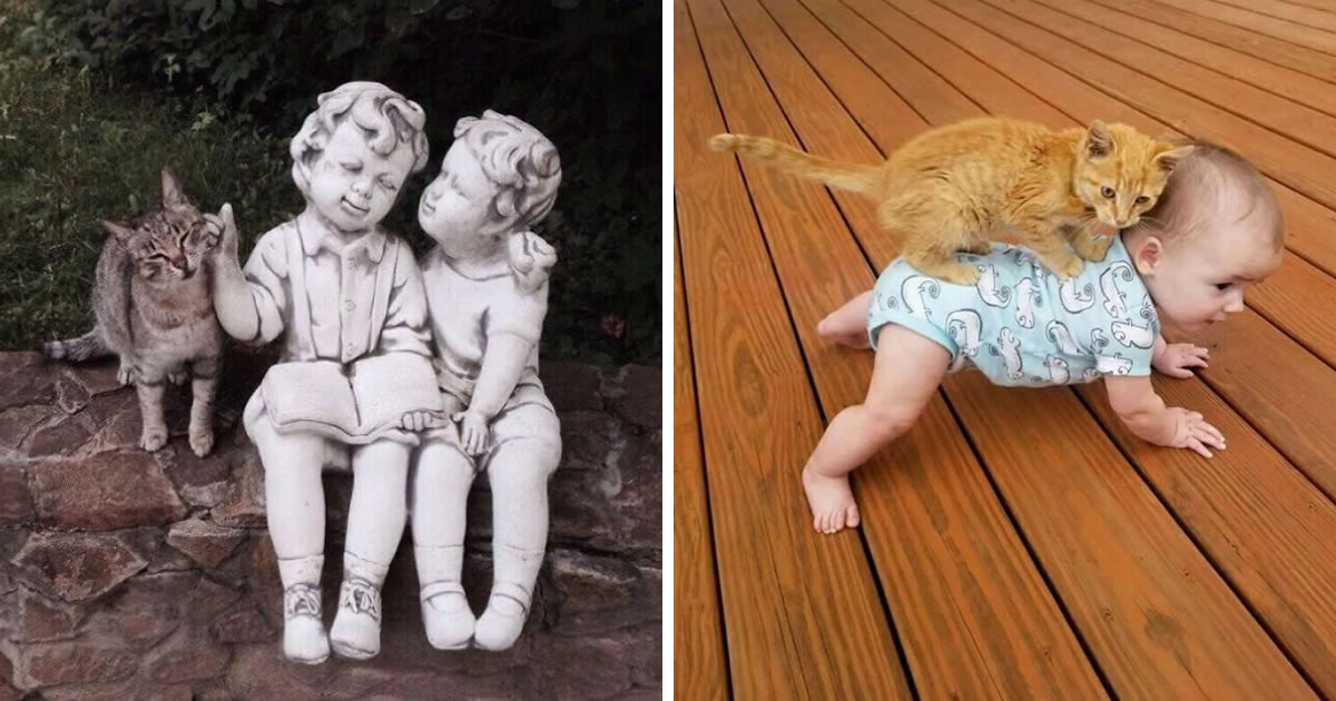 25 Hilarious Photos of Cats That Will Make You LOL