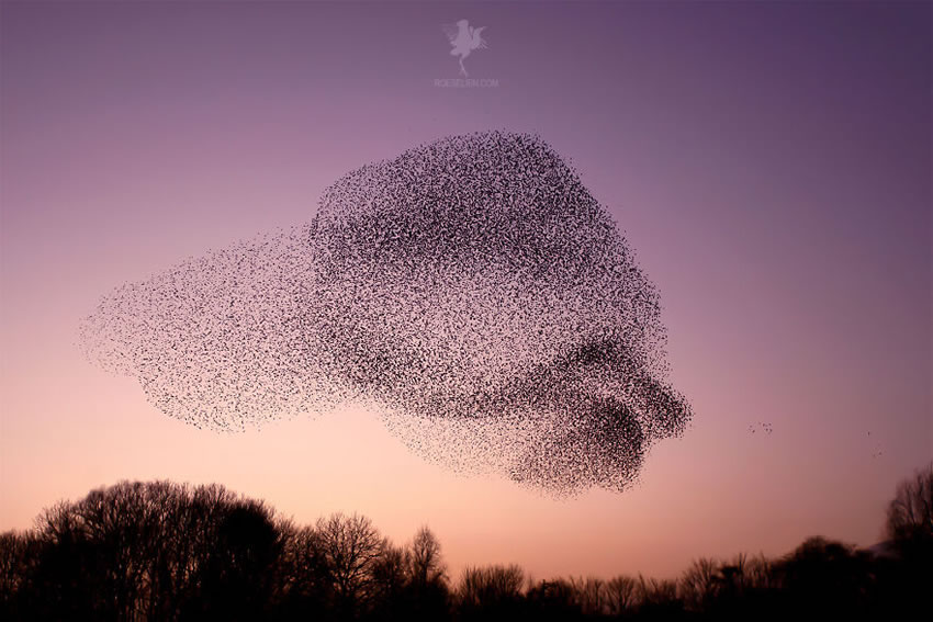 Breathtaking Bird Photos By Roeselien Raimond