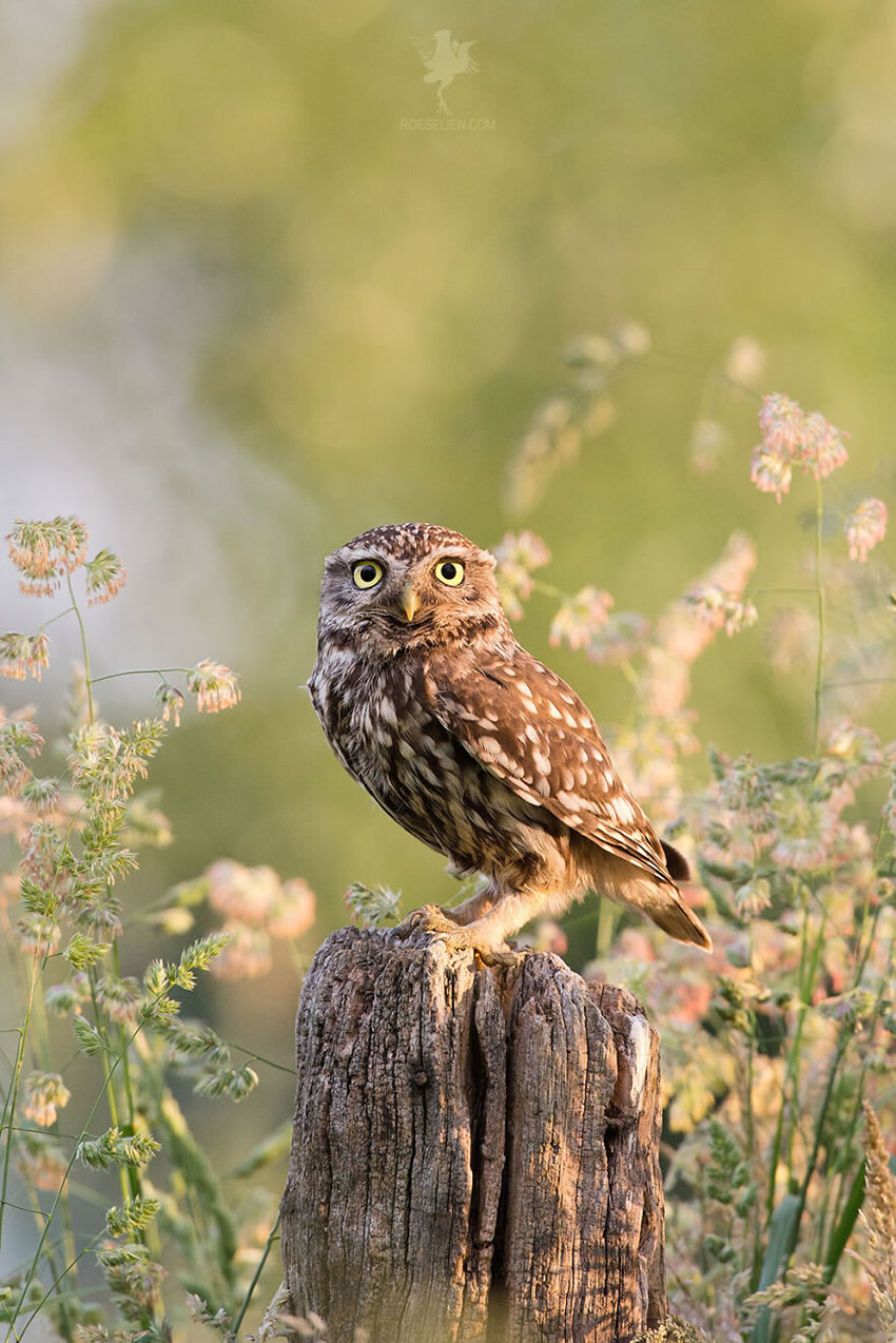 Breathtaking Bird Photos By Roeselien Raimond