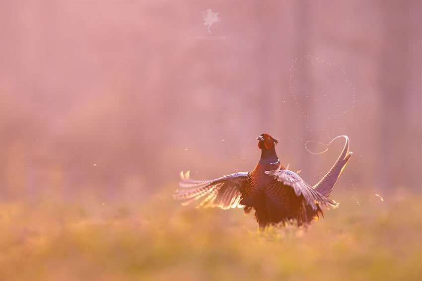 Breathtaking Bird Photos By Roeselien Raimond