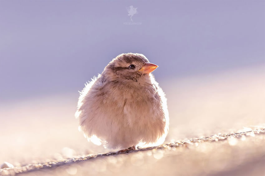 Breathtaking Bird Photos By Roeselien Raimond