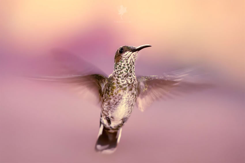 Breathtaking Bird Photos By Roeselien Raimond