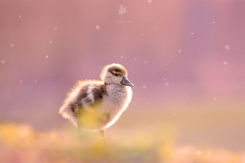 Breathtaking Bird Photos By Roeselien Raimond