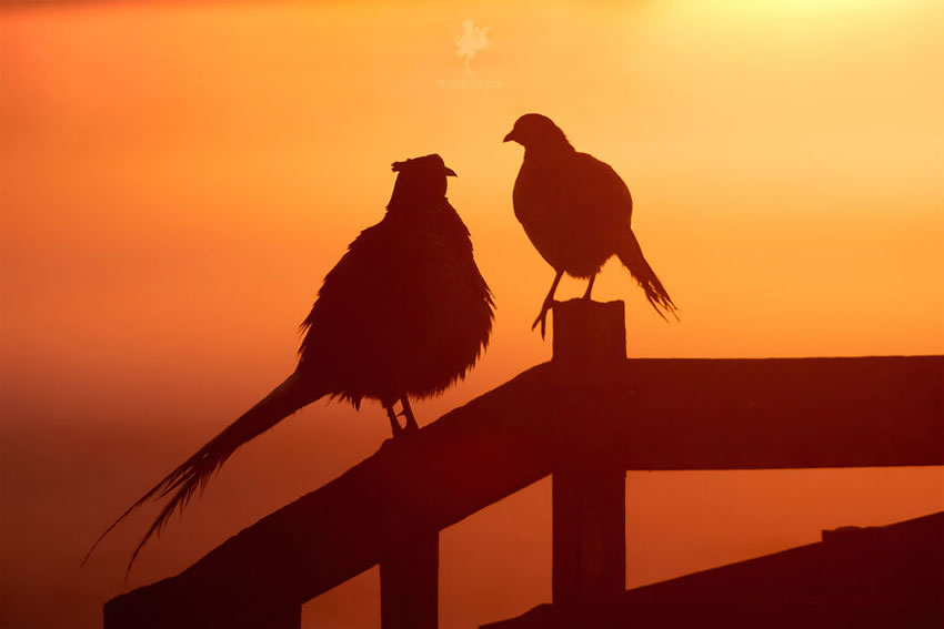 Breathtaking Bird Photos By Roeselien Raimond