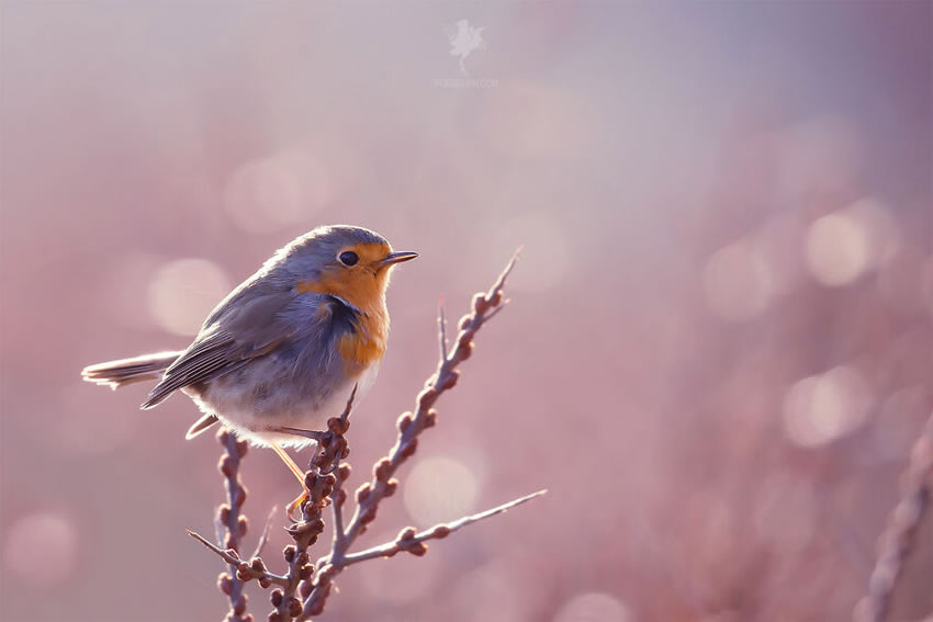 Breathtaking Bird Photos By Roeselien Raimond