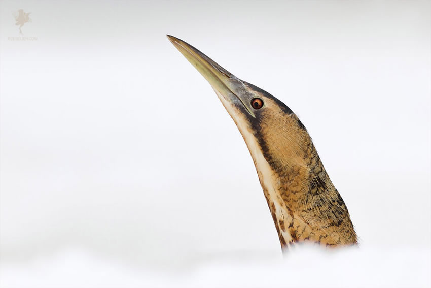 Breathtaking Bird Photos By Roeselien Raimond