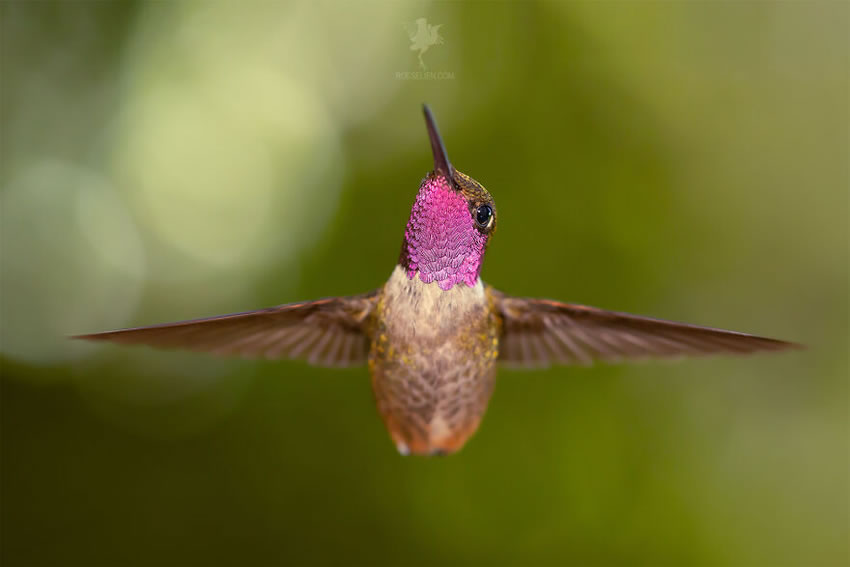 Breathtaking Bird Photos By Roeselien Raimond