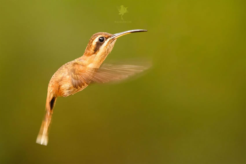 Breathtaking Bird Photos By Roeselien Raimond