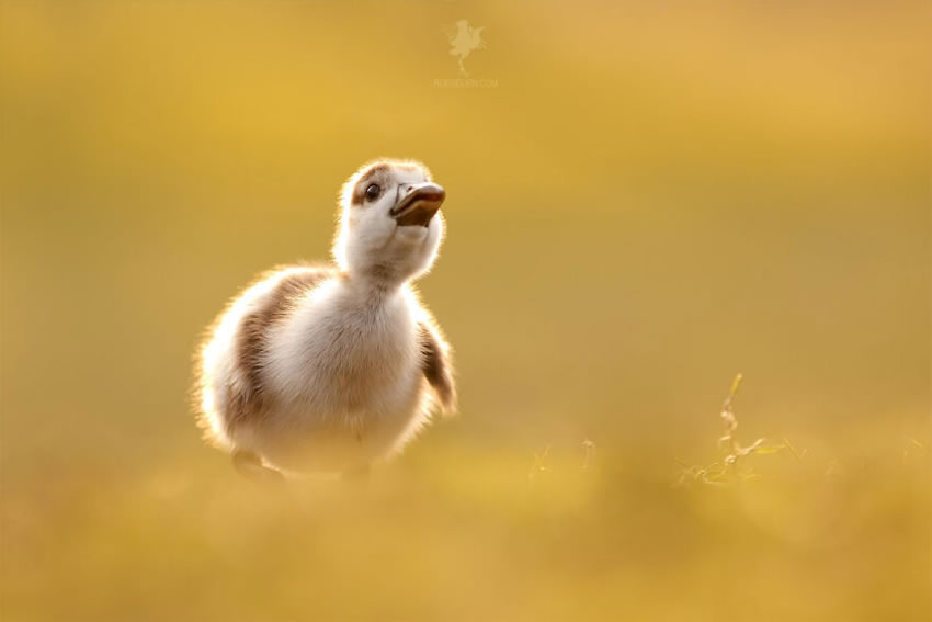 Photographer Roeselien Raimond Captures Breathtaking Bird Photos That Surrounded By Nature