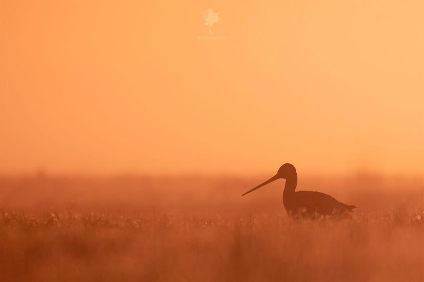 Breathtaking Bird Photos By Roeselien Raimond