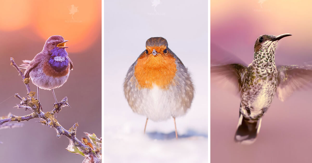 Photographer Roeselien Raimond Captures Breathtaking Bird Photos That Surrounded By Nature