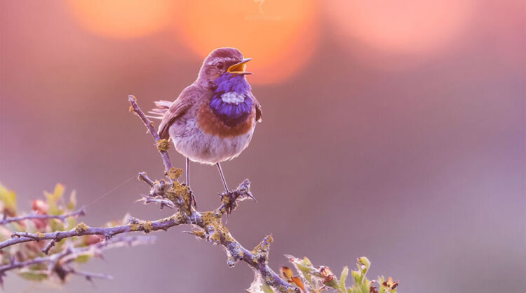 Breathtaking Bird Photos By Roeselien Raimond