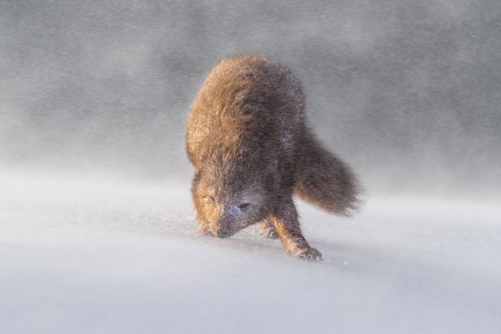 Nature TTL Photographer of the Year 2023 Winners