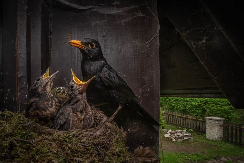 Nature TTL Photographer of the Year 2023 Winners