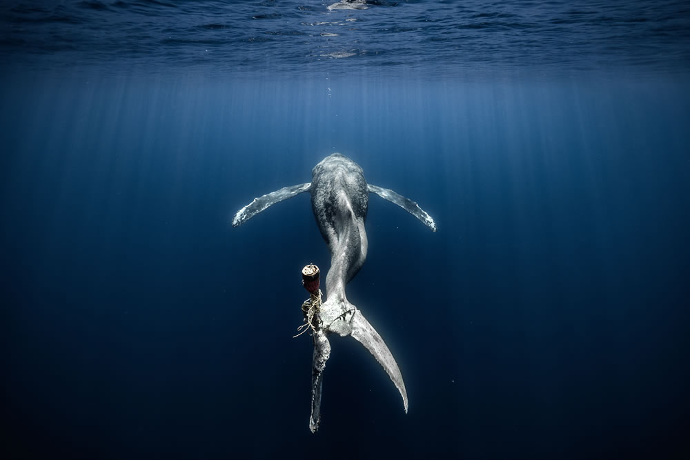 Ocean Photographer Of The Year 2023 Winners
