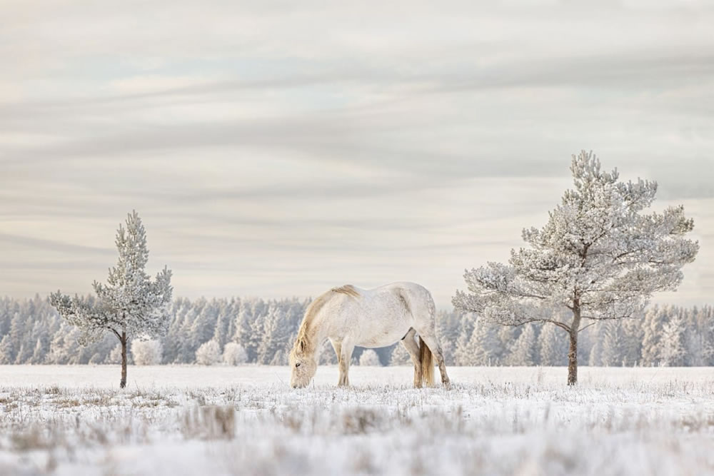 International Pet Photographer Of The Year 2023 Winners