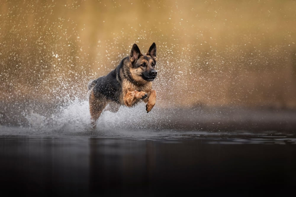 International Pet Photographer Of The Year 2023 Winners