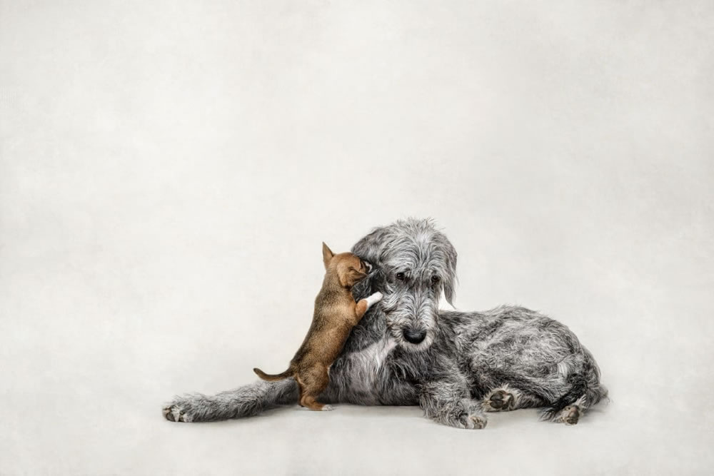 International Pet Photographer Of The Year 2023 Winners