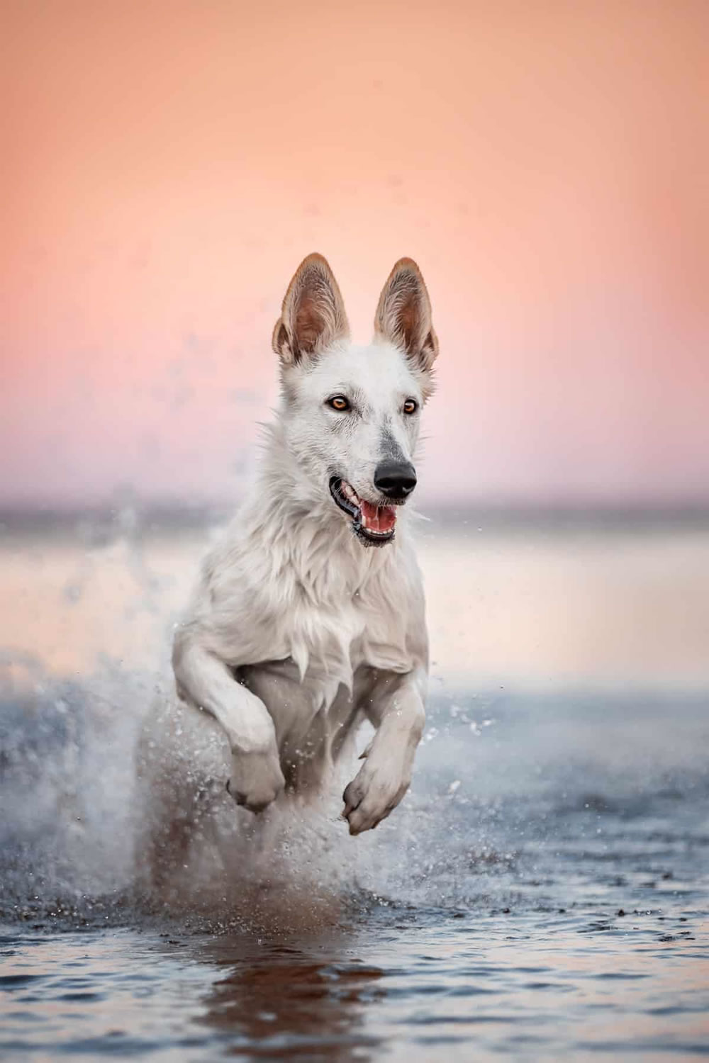 International Pet Photographer Of The Year 2023 Winners