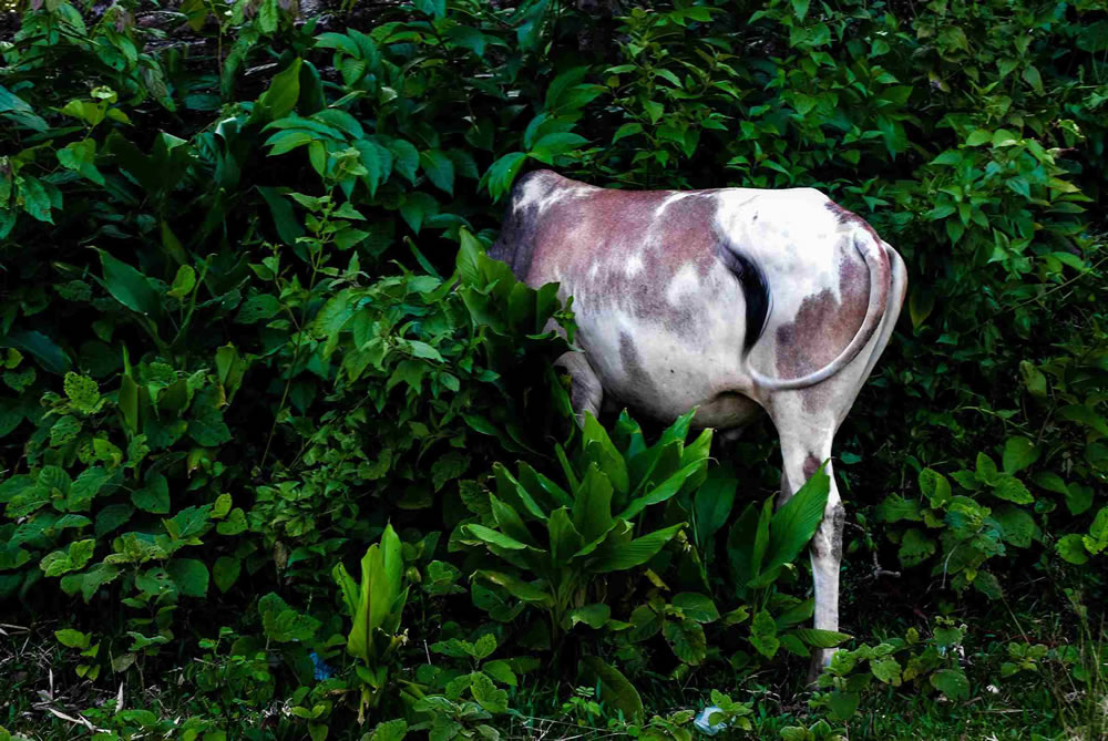 Bangladeshi Street Photographer Showrav Chowdhury