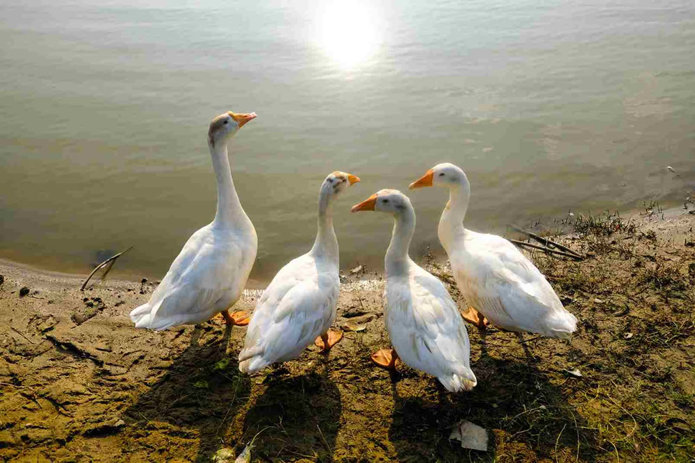 Bangladeshi Street Photographer Showrav Chowdhury