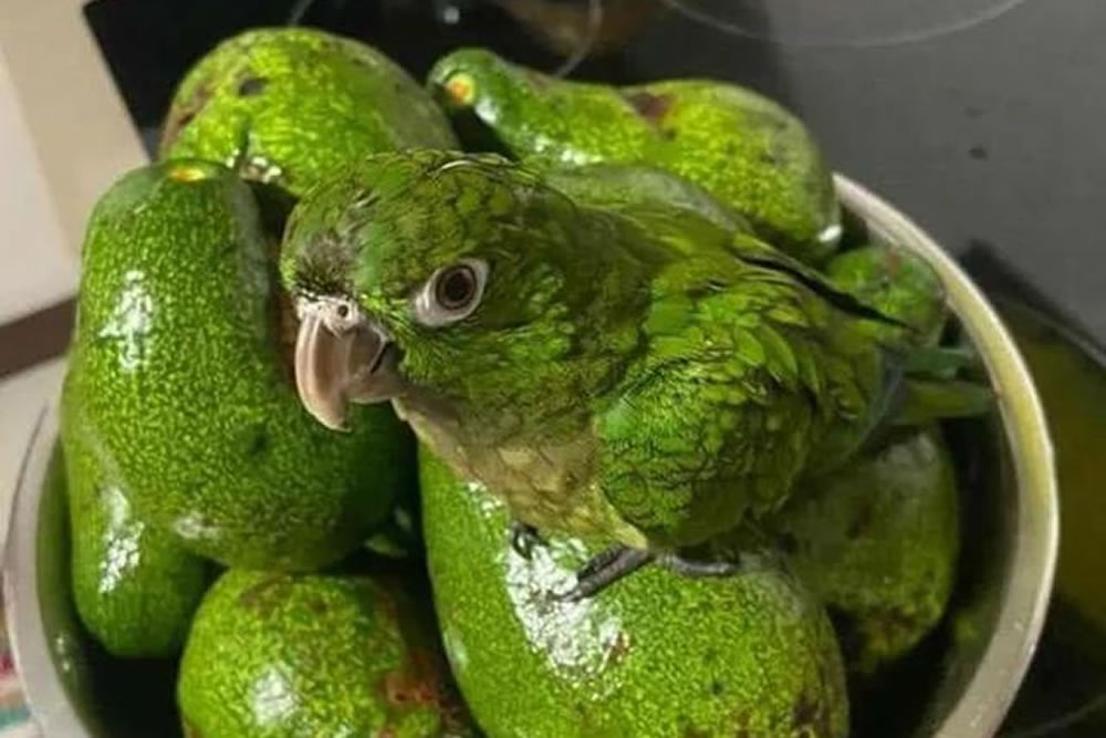 25 Interesting Camouflage Photos That Will Mess With Your Eyes