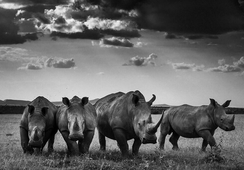 Africa Wildlife Photography By Laurent Baheux