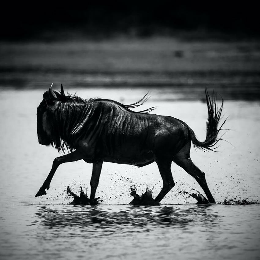 Africa Wildlife Photography By Laurent Baheux