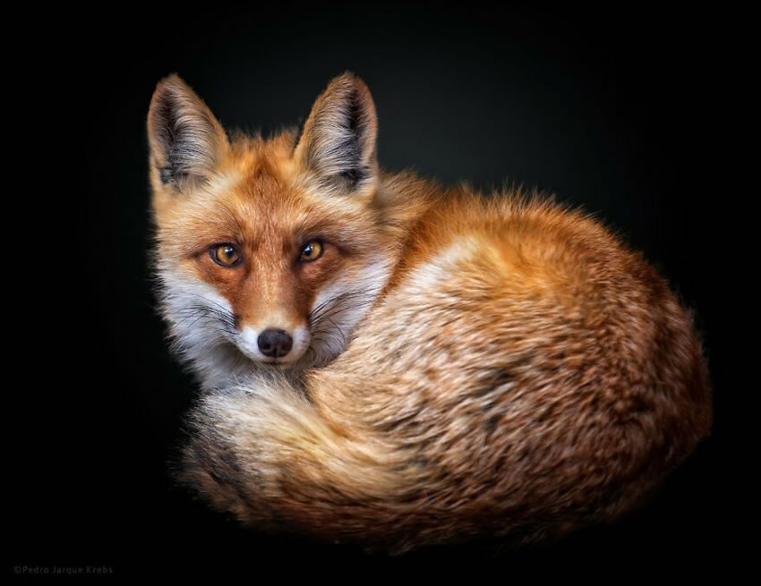 Close-Up Portraits Of Wild Animals By Pedro Jarque Krebs