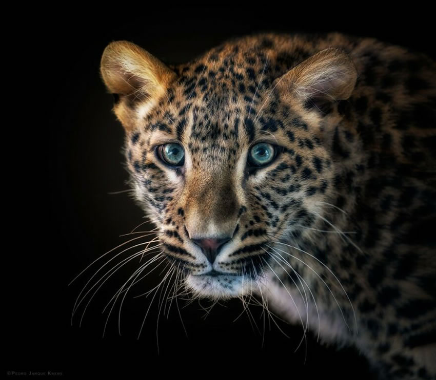 Close-Up Portraits Of Wild Animals By Pedro Jarque Krebs
