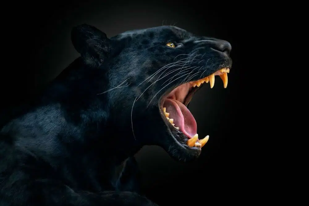 Photographer Pedro Jarque Krebs Captured Outstanding Close-Up Portraits Of Wild Animals