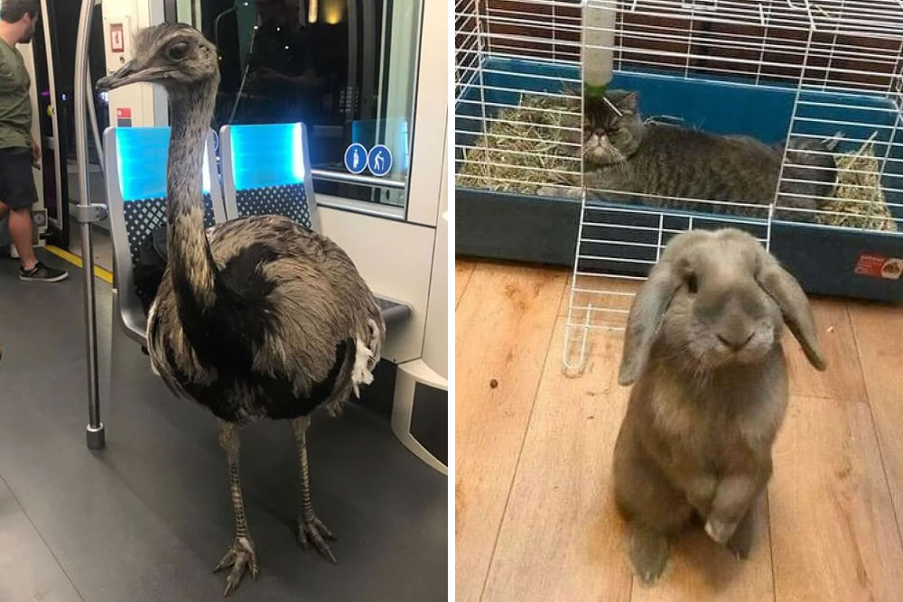 Animals in Random Places