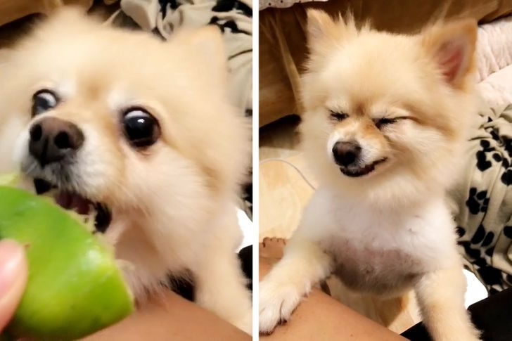 Animals Reaction When They Experienced Something