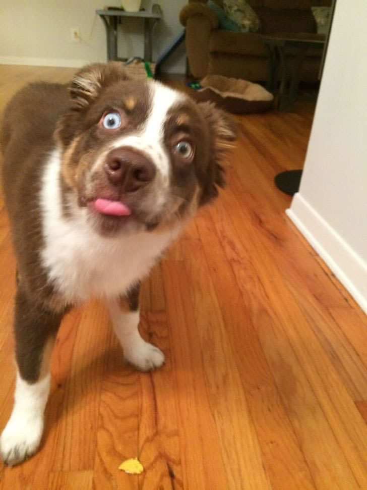 Animals Reaction When They Experienced Something