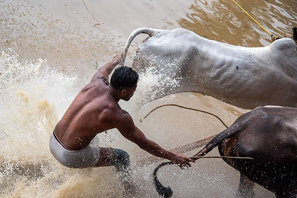 Bull Race Festival In Kerala By Ajayan Kavungal Anat