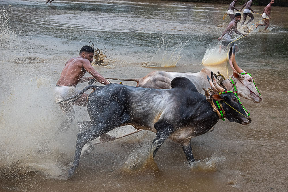 Bull Race Festival In Kerala By Ajayan Kavungal Anat