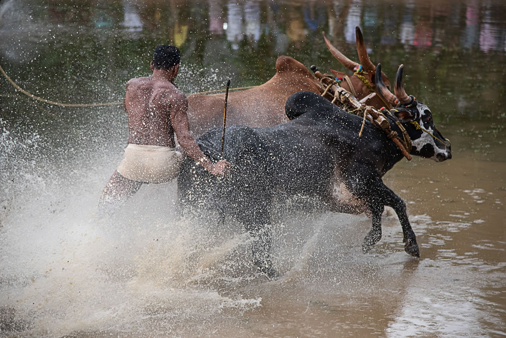 Bull Race Festival In Kerala By Ajayan Kavungal Anat