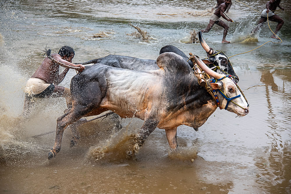 Bull Race Festival In Kerala By Ajayan Kavungal Anat