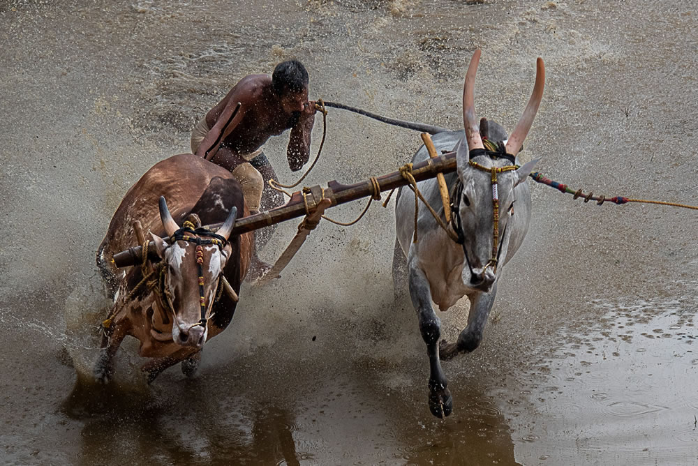 Bull Race Festival In Kerala By Ajayan Kavungal Anat